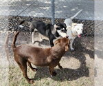 Small #3 Chocolate Labrador retriever Mix