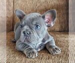 Small #2 French Bulldog