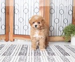 Small Photo #3 Maltipoo Puppy For Sale in NAPLES, FL, USA
