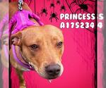 Small #2 American Pit Bull Terrier Mix