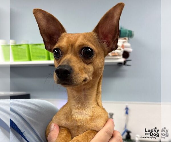 Medium Photo #3 Chihuahua-Unknown Mix Puppy For Sale in Washington, DC, USA