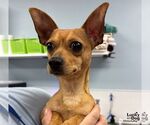 Small #2 Chihuahua Mix