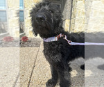 Small Photo #4 Goldendoodle Puppy For Sale in MELISSA, TX, USA