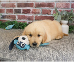 Small #2 Golden Retriever