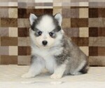 Small #3 Pomsky