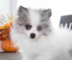 Pomeranian Puppy for sale in RED LION, PA, USA