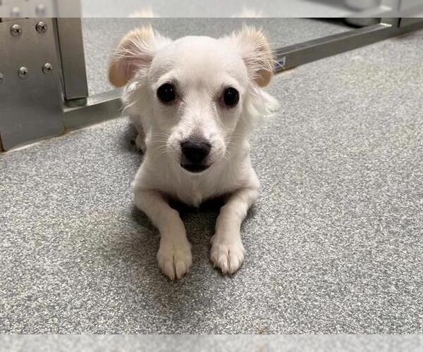 Medium Photo #1 Eskimo-Chi Puppy For Sale in Orange, CA, USA