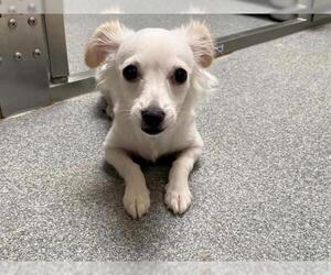 Eskimo-Chi Dogs for adoption in Orange, CA, USA