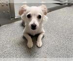 Small Eskimo-Chi