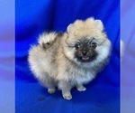 Small #1 Pomeranian