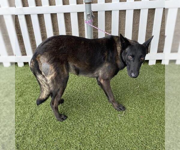 Medium Photo #1 Mutt Puppy For Sale in Modesto, CA, USA