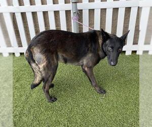 Mutt Dogs for adoption in Modesto, CA, USA