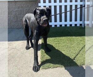 Mastador Dogs for adoption in Modesto, CA, USA