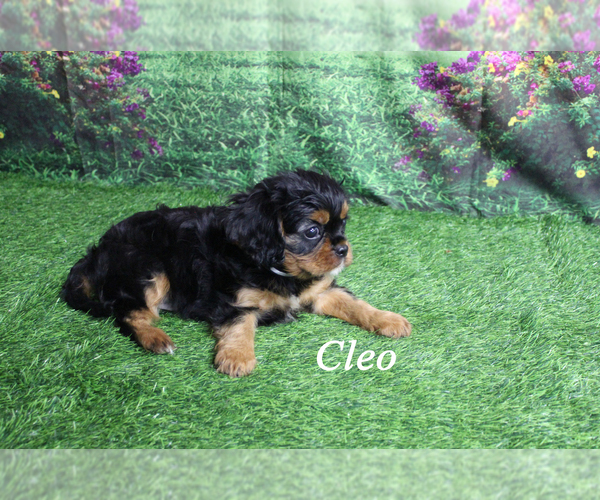 Medium Photo #17 Cavalier King Charles Spaniel Puppy For Sale in CHANUTE, KS, USA