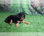 Small #16 Cavalier King Charles Spaniel