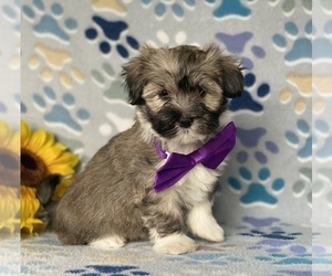 Havanese Puppy for sale in LANCASTER, PA, USA