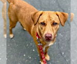 Small #10 Labrador Retriever Mix