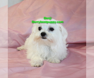 Maltese Puppy for sale in JUNIPER HILLS, CA, USA