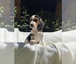 Puppy Mauricio Beagle