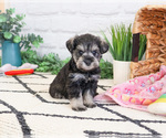 Small #1 Schnauzer (Miniature)