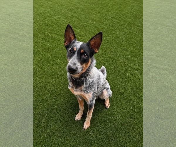 Medium Photo #1 Mutt Puppy For Sale in Menifee, CA, USA