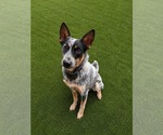 Small Mutt