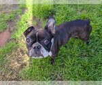 Small Photo #1 Faux Frenchbo Bulldog Puppy For Sale in Huntington Beach, CA, USA