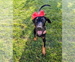 Small #11 Doberman Pinscher