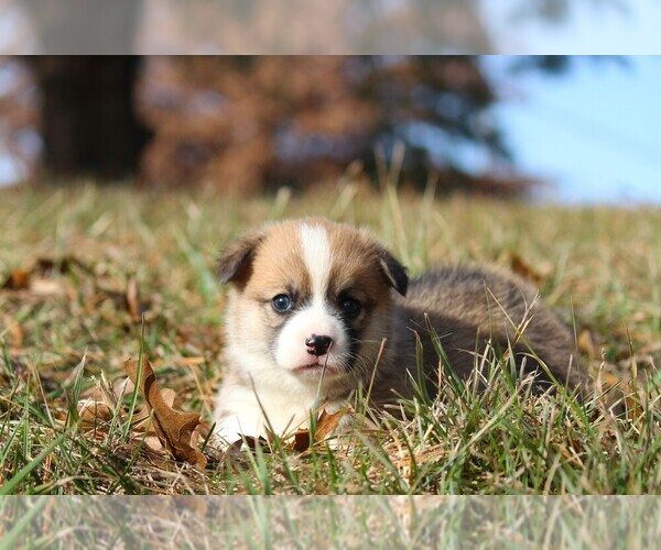 Medium Photo #3 Pembroke Welsh Corgi Puppy For Sale in FORT MADISON, IA, USA