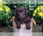 Puppy Ryder Labrador Retriever