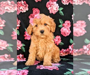 Goldendoodle Puppy for sale in LEOLA, PA, USA
