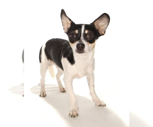 Medium Photo #3 Chihuahua-Unknown Mix Puppy For Sale in Oakland Park, FL, USA