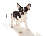 Small #2 Chihuahua Mix