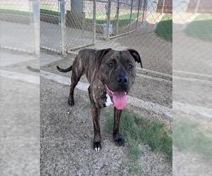 American Pit Bull Terrier Dogs for adoption in Plano, TX, USA