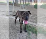 Small American Pit Bull Terrier