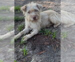 Small Mutt