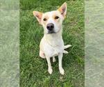Small Labrador Retriever Mix