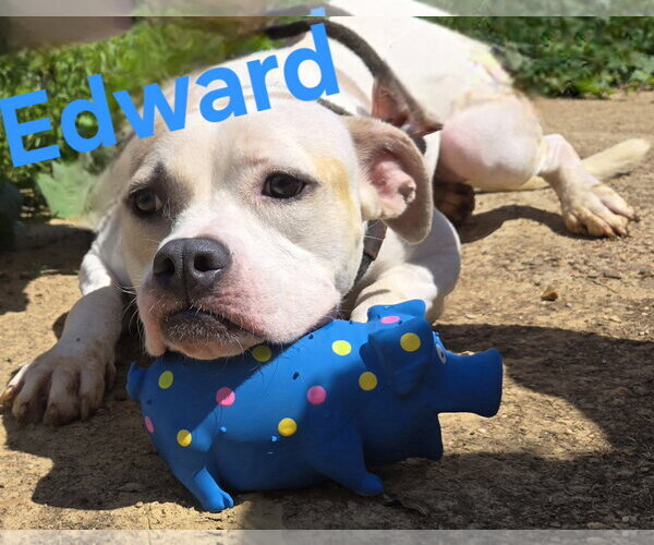 Medium Photo #3 American Staffordshire Terrier-Unknown Mix Puppy For Sale in Jackson, MS, USA