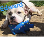 Small #2 American Staffordshire Terrier Mix