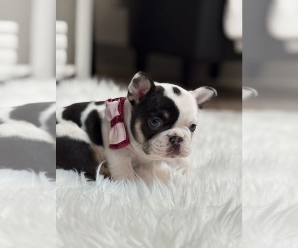Medium Photo #7 French Bulldog Puppy For Sale in CINCINNATI, OH, USA