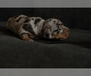 Dachshund Puppy for sale in NEVADA CITY, CA, USA