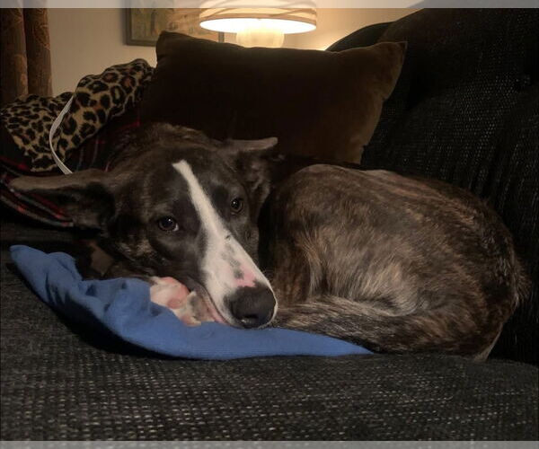 Medium Photo #3 Catahoula Leopard Dog-German Shepherd Dog Mix Puppy For Sale in Alexander, AR, USA