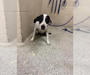 Mutt Dogs for adoption in Conroe, TX, USA