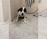 Small Mutt