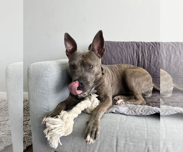 Medium Photo #2 American Staffordshire Terrier-Unknown Mix Puppy For Sale in Greensboro, NC, USA