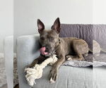 Small #1 American Staffordshire Terrier Mix