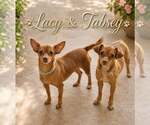 Tabsey - Female Chihuahua-Unknown Mix Dog for Adoption - Small photo