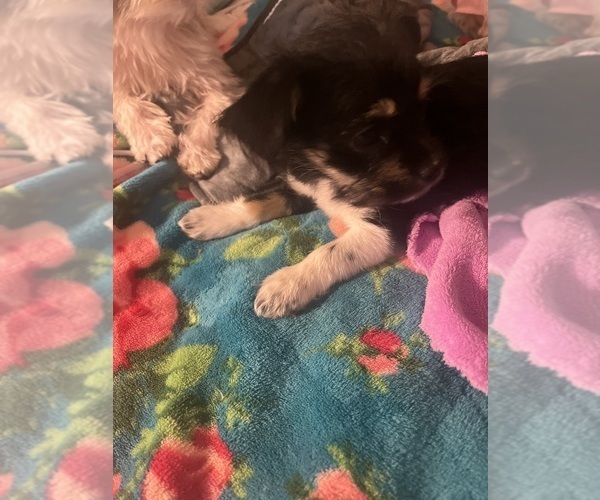 Medium Photo #17 Shorkie Tzu Puppy For Sale in LEBANON, OR, USA