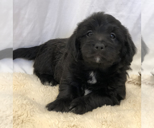 Labradoodle Puppy for sale in SENECA, KS, USA