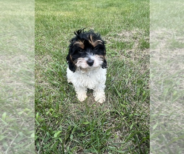 Medium Photo #41 Cavapoo-Poodle (Miniature) Mix Puppy For Sale in DURHAM, CT, USA